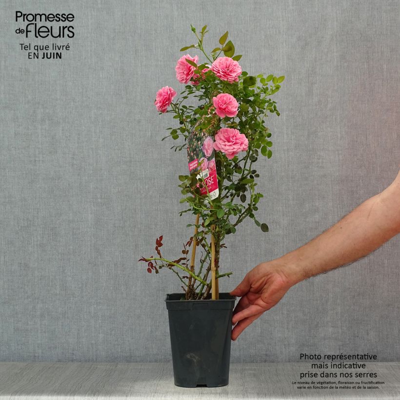 Exemplaar van Rosa Starlet Eva - Klimroos Pot van 4 l/5 l zoals geleverd in de zomer