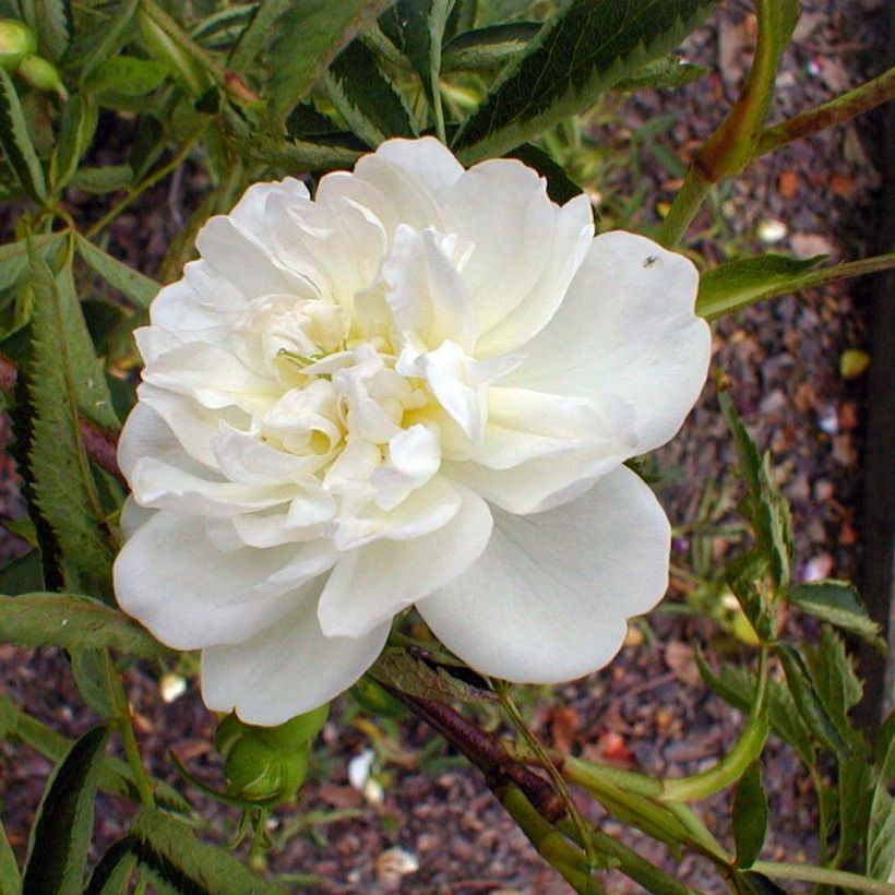 Rosa cannabifolia - botanische roos (Bloei)