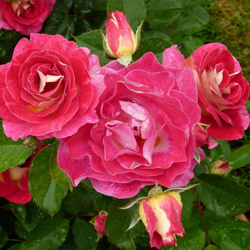 Rosa Aline Mayrisch Rose - Trosroos (Groeiplaats)