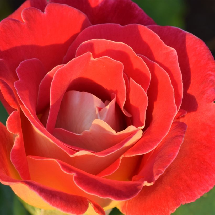 Rosa Aline Mayrisch Rose - Trosroos (Bloei)