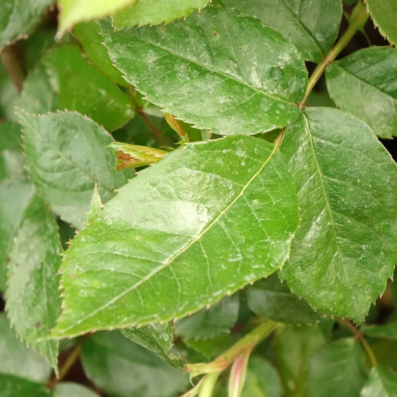 Rosa Havanna - Trosroos (Blad)