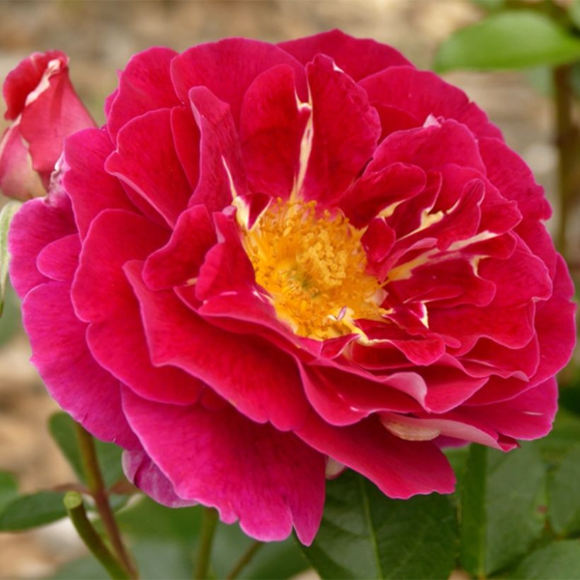 Rosa Abbatiale de Pontigny - Trosroos (Flowering)