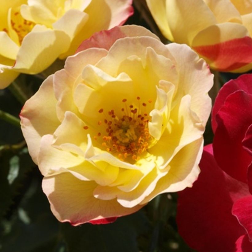 Rosa Quinte Flush - Trosroos (Bloei)