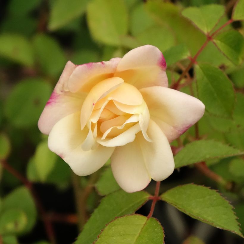 Rosa Apricot Bells - Muskusroos (Bloei)