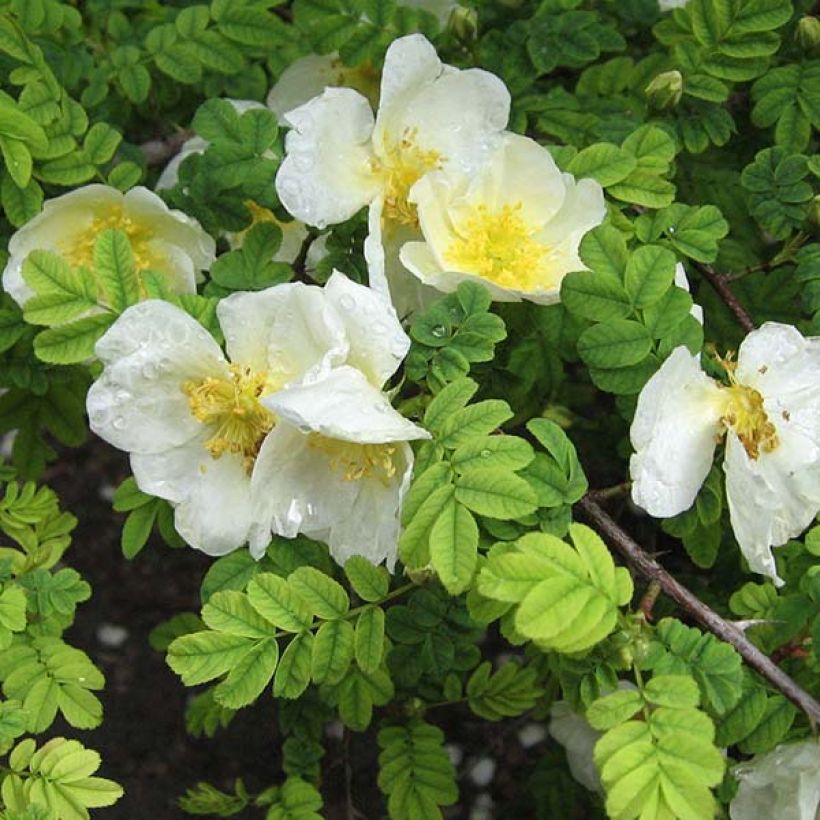Rosa omeiensis sericea pteracantha - Botanische roos (Bloei)