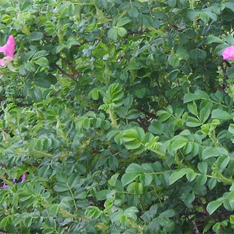 Rosa rugosa Rubra - Hondsroos (Blad)