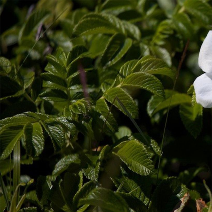 Rosa rugosa Alba - Hondsroos (Blad)