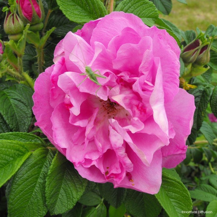 Rosa rugosa Minrugo5P ANGELIA Pink - Hondsroos (Flowering)