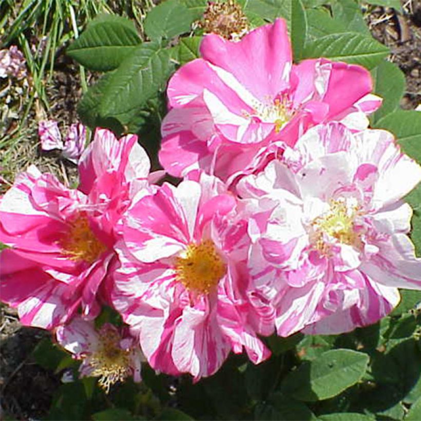 Rosa Rosa Mundi - Historische roos (Bloei)
