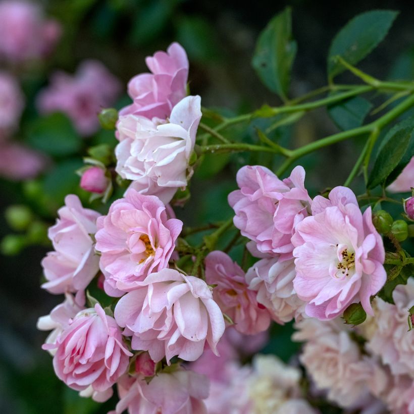 Rosa Lavender Siluetta - Klimroos (Flowering)