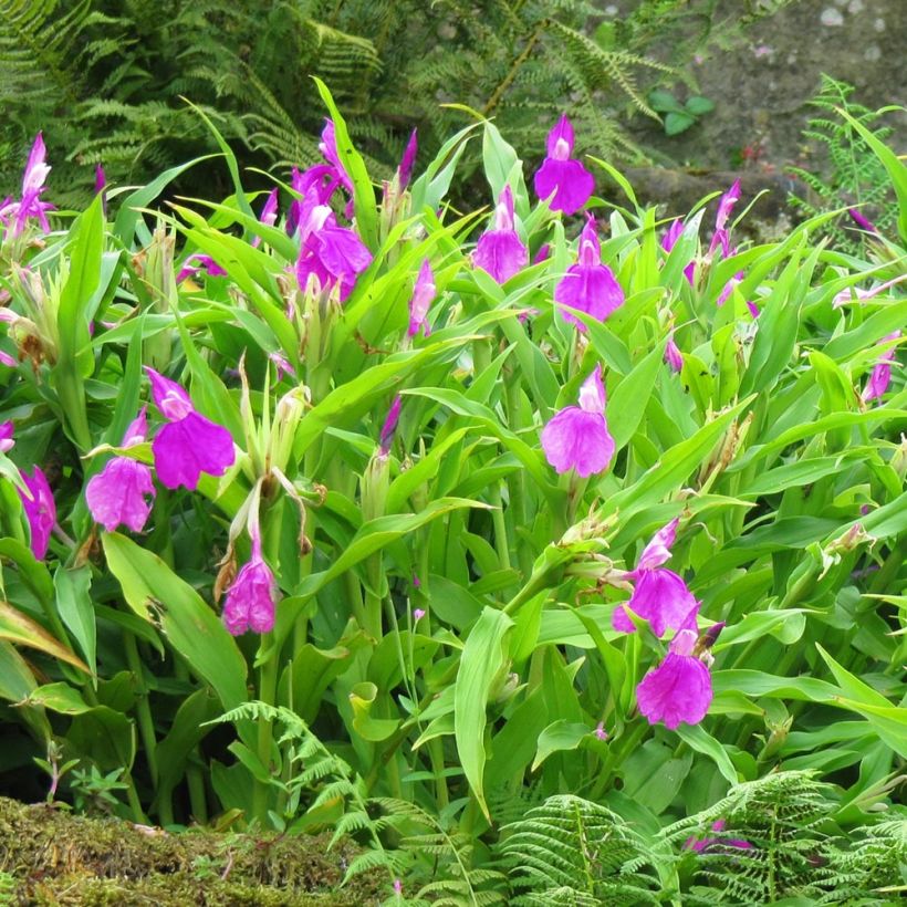 Roscoea purpurea - Gemberorchidee (Groeiplaats)
