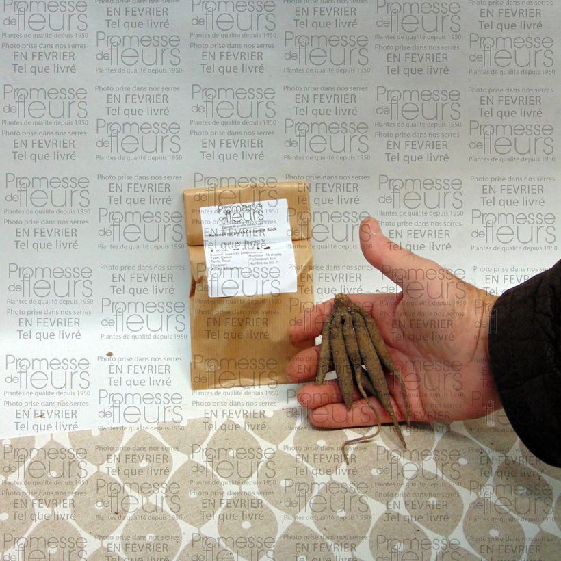 Voorbeeld van een exemplaar van Roscoea purpurea Cinnamon Stick - Gemberorchidee Bol kaliber I zoals geleverd