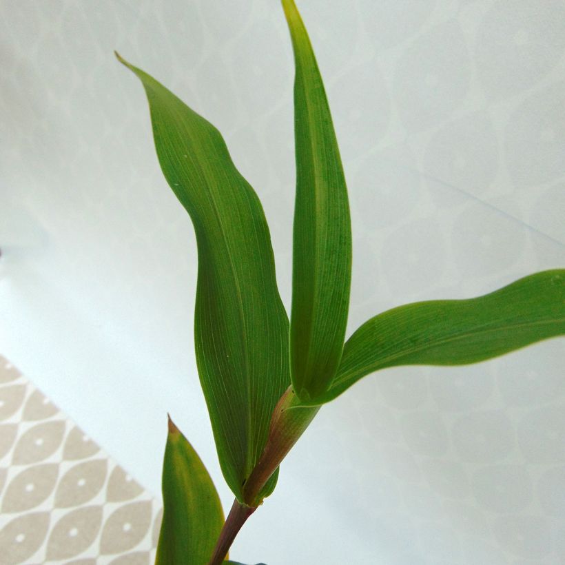 Roscoea purpurea Dalaï Lama - Gemberorchidee (Blad)