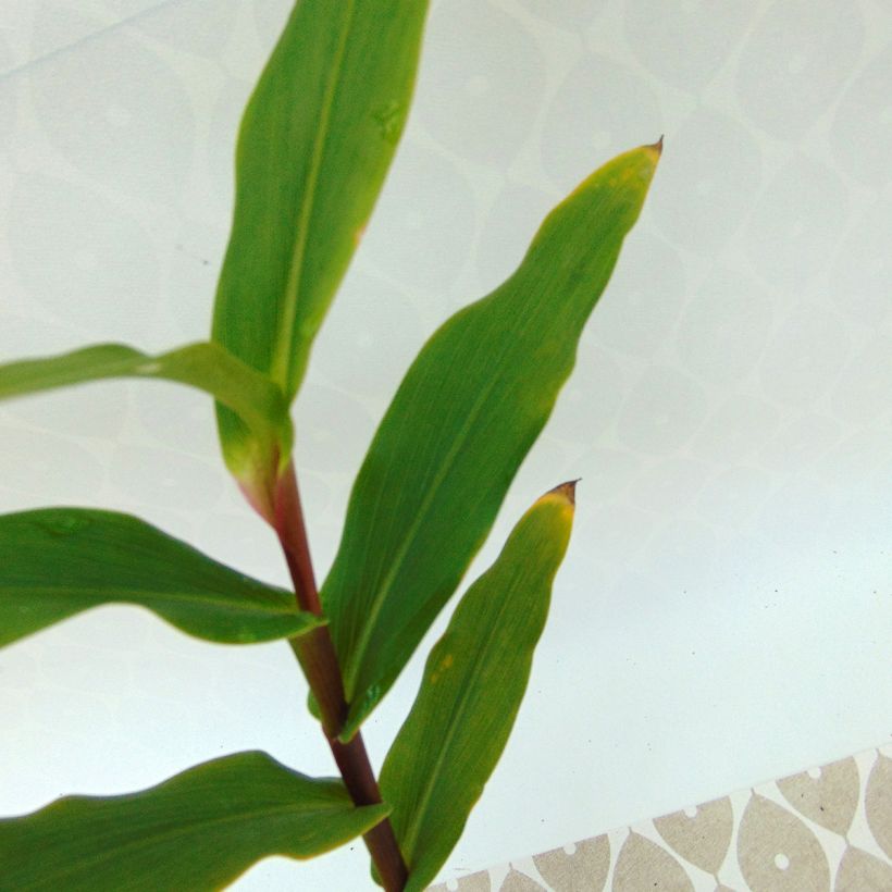 Roscoea purpurea Spice Island - Gemberorchidee (Blad)