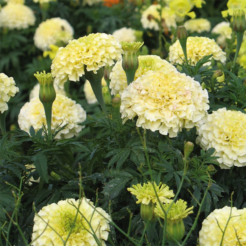 Afrikaantje - Tagetes F1 Vanilla (zaad) (Bloei)