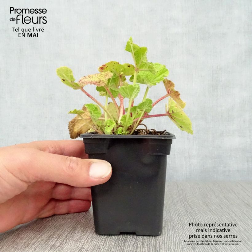 Exemplaar van Alcea rosea Chatters Red - Stokroos Kweekpotje van 7/8 cm zoals geleverd in de lente