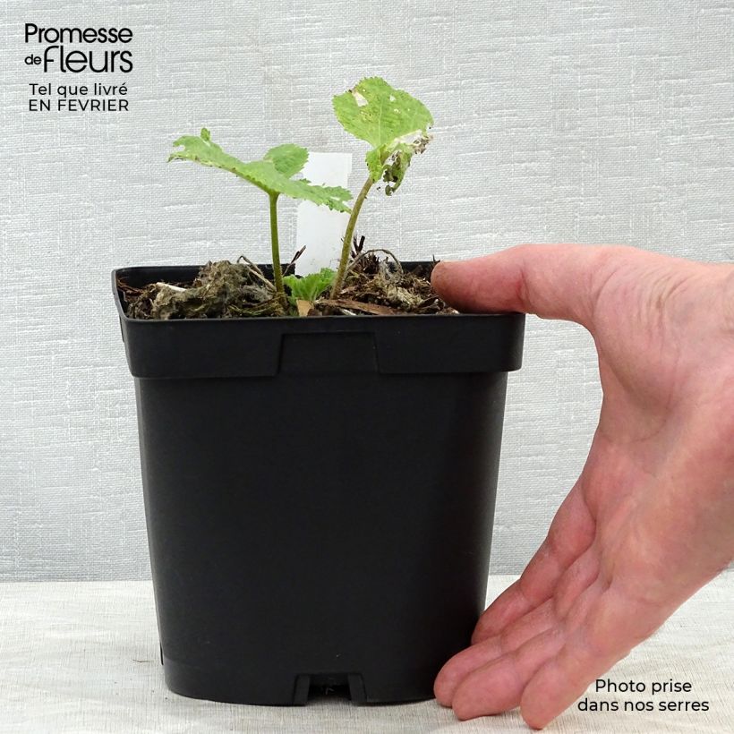 Exemplaar van Alcea rosea Nigra - Stokroos Pot van 2 l/3 l zoals geleverd in de winter