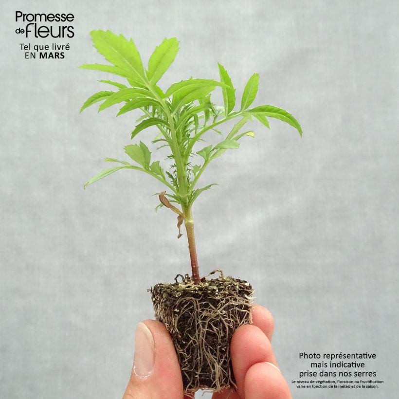 Exemplaar van Afrikaantje - Tagetes F1 Vanilla (zaad) Kluitplant: kluit 3,8 cm x 3,2 cm in een tray voor 16 planten zoals geleverd in de lente