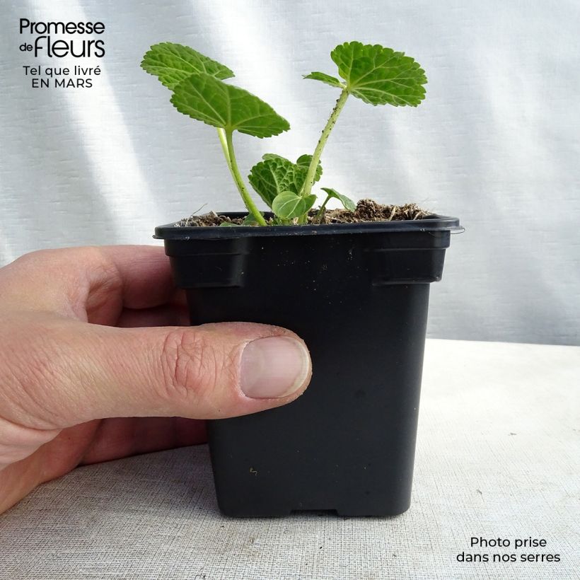 Exemplaar van Alcea rosea Chaters Double - Stokroos dubbel wit Kweekpotje van 7/8 cm zoals geleverd in de lente