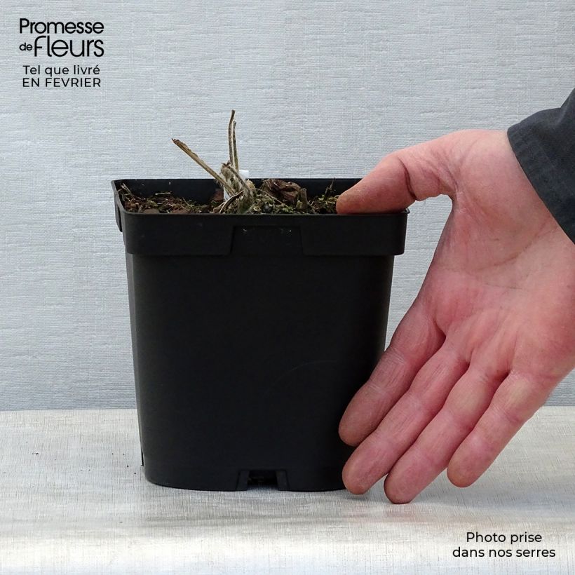 Exemplaar van Alcea rosea Chaters Double - Stokroos dubbel wit Pot van 2 l/3 l zoals geleverd in de winter