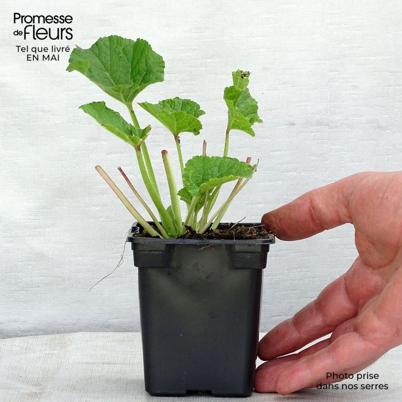 Exemplaar van Alcea rosea Chaters Double Pink  - Stokroos roze Kweekpotje van 7/8 cm zoals geleverd in de lente