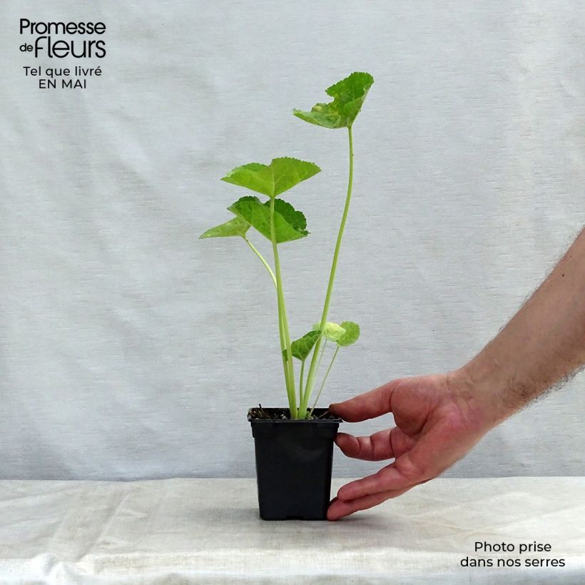 Exemplaar van Alcea rosea Chaters Double Salmon - Stokroos Kweekpotje van 7/8 cm zoals geleverd in de lente