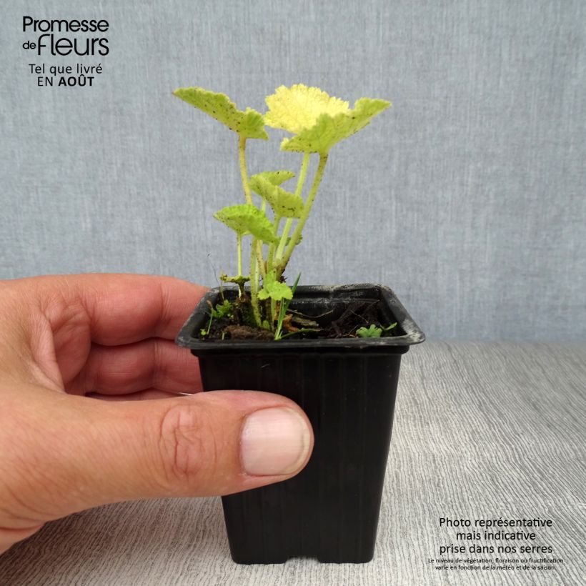Exemplaar van Alcea rosea Chaters Double - Stokroos dubbel wit Kweekpotje van 7/8 cm zoals geleverd in de zomer