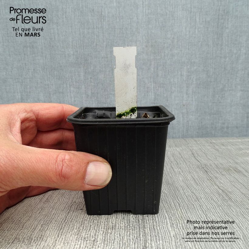 Exemplaar van Alcea rosea Chaters Double Violet - Stokroos Kweekpotje van 8/9 cm zoals geleverd in de lente