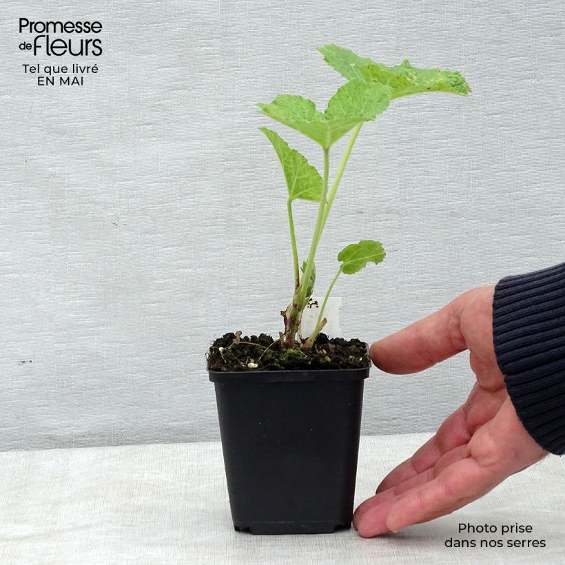 Exemplaar van Alcea rosea Mars Magic - Stokroos Kweekpotje van 8/9 cm zoals geleverd in de lente