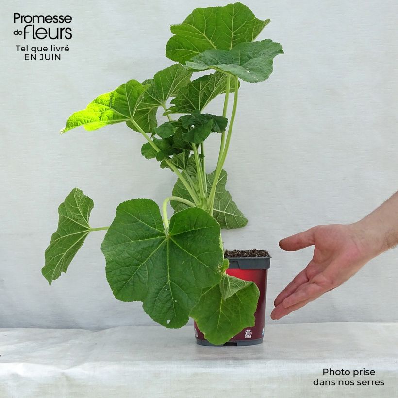 Exemplaar van Alcea rosea Pleniflora - Stokroos rood Pot van 2 l/3 l zoals geleverd in de zomer
