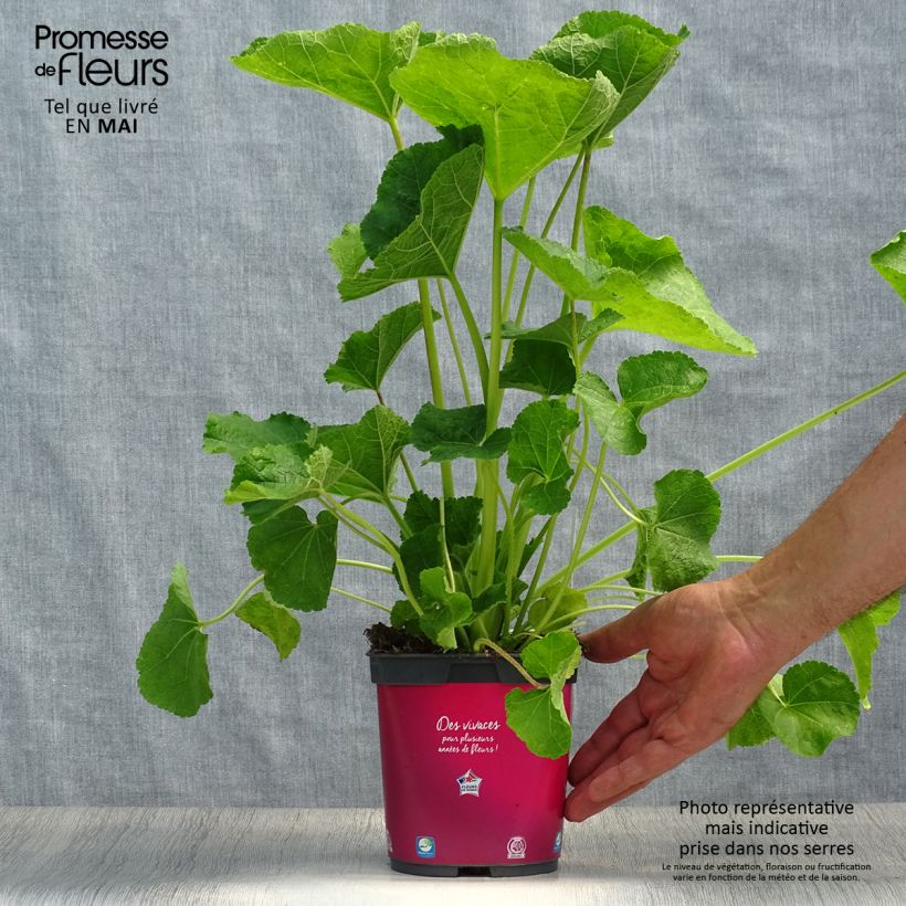 Exemplaar van Alcea rosea Pleniflora - Stokroos rood Pot van 2 l/3 l zoals geleverd in de lente