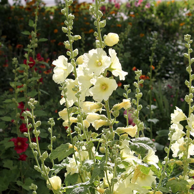 Alcea rosea Sunshine - Stokroos (Groeiplaats)