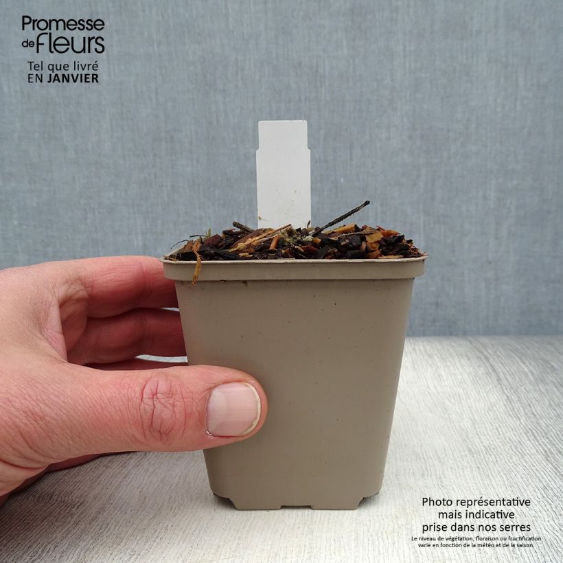 Exemplaar van Alcea rosea Crème de Cassis - Stokroos Kweekpotje van 8/9 cm zoals geleverd in de winter