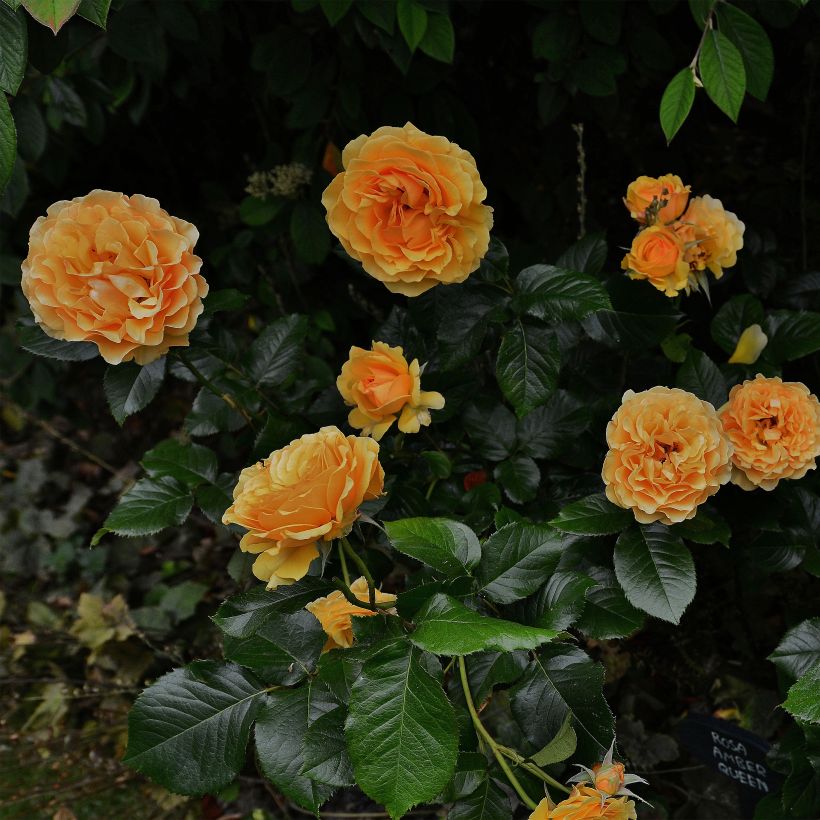Rosa Amber Queen - Trosroos (Groeiplaats)