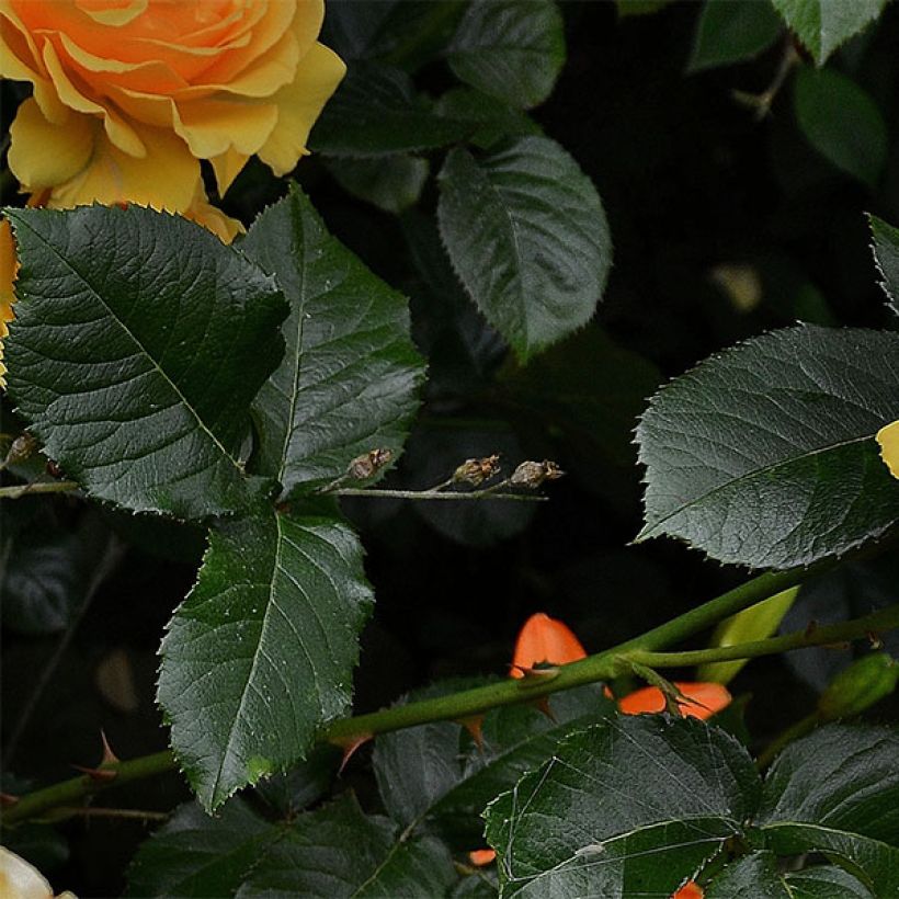 Rosa Amber Queen - Trosroos (Blad)