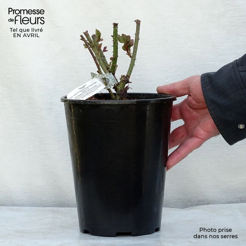 Exemplaar van Rosa Falstaff - David Austinroos Pot van 4 l/5 l zoals geleverd in de lente