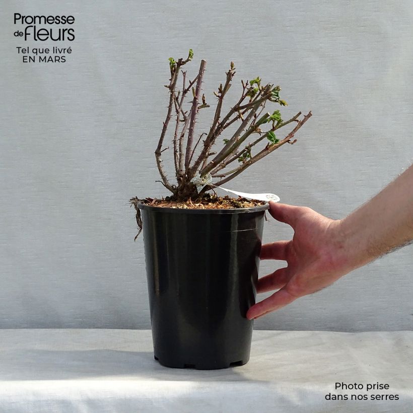 Exemplaar van Rosa The Mayflower - David Austinroos Pot van 4 l/5 l zoals geleverd in de lente