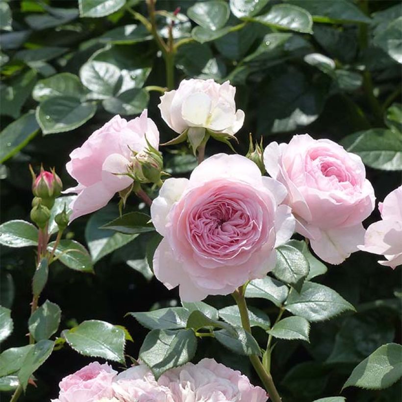 Rosa Maria Theresia - Trosroos (Bloei)