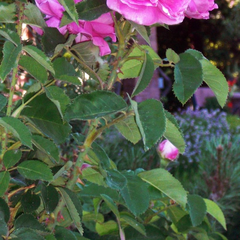 Rosa Baronne Prévost - Polyantharoos (Blad)