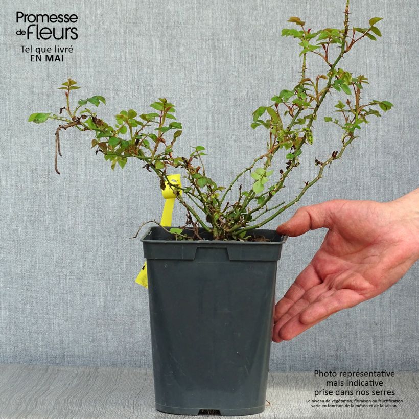 Exemplaar van Rosa Bienenweide Gelb - Polyantharoos Pot van 3 l/4 l zoals geleverd in de lente