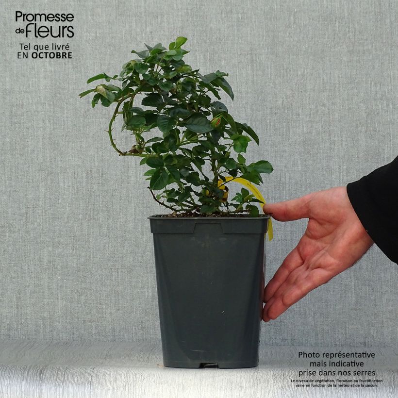 Exemplaar van Rosa Bijenweelde Mango - Polyantharoos Pot van 3 l/4 l zoals geleverd in de herfst
