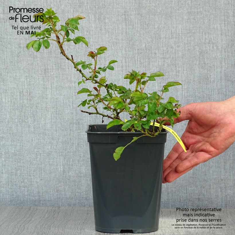 Example of Rosa Bijenweelde Mango - Polyantharoos Pot van 3 l/4 l as you get in printemps