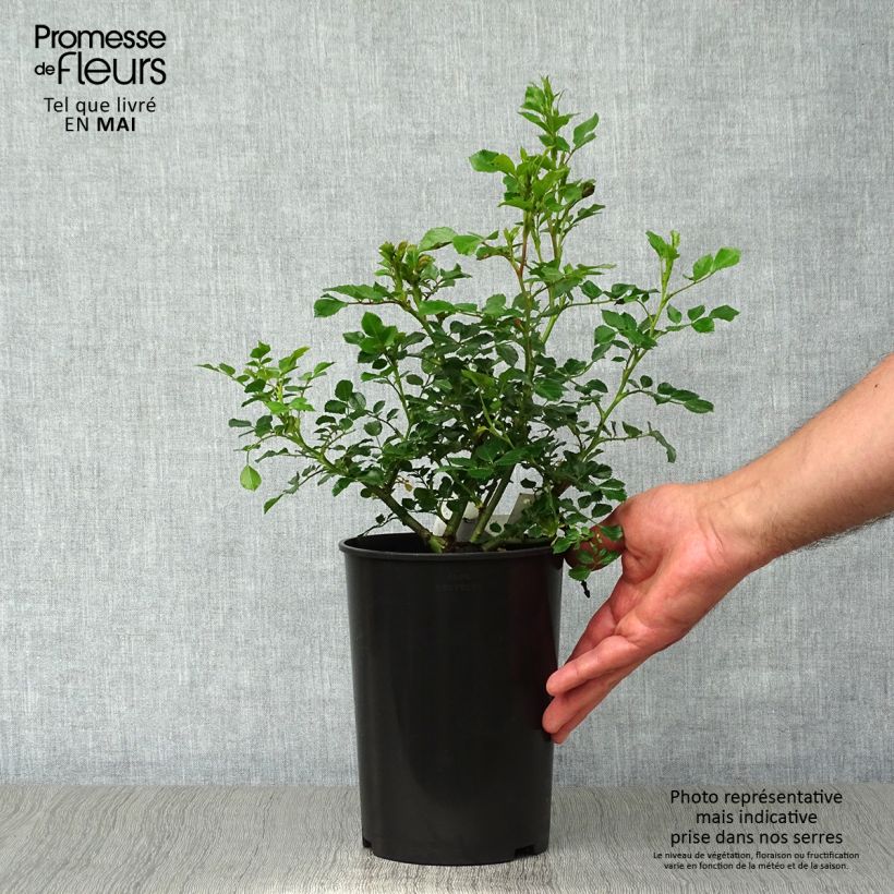 Example of Rosa Bees Paradise Pink - Polyantharoos Pot van 3 l/4 l as you get in printemps