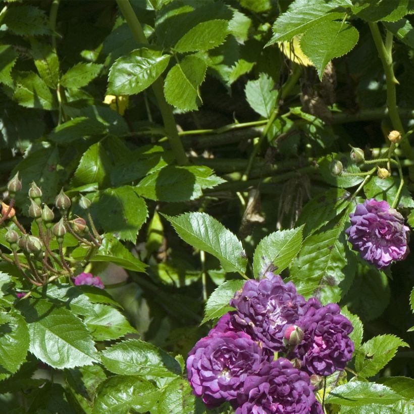 Rosa Bleu Magenta - Historische klimroos (Blad)