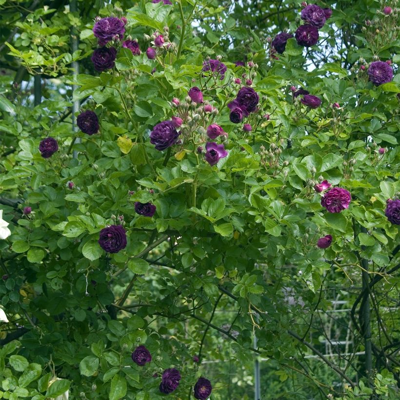 Rosa Bleu Magenta - Historische klimroos (Groeiplaats)