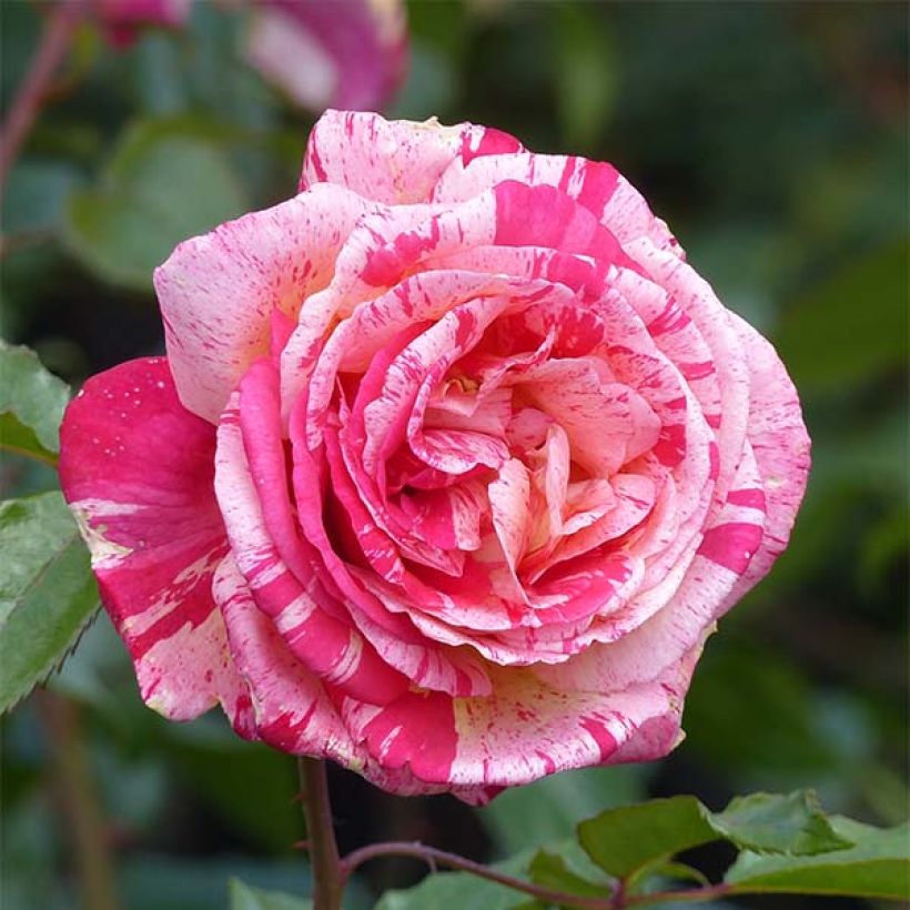 Rosa Broceliande - Grootbloemige roos (Flowering)