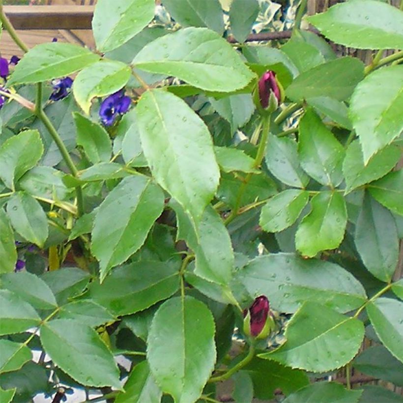 Rosa Burgundy Ice - Trosroos (Foliage)
