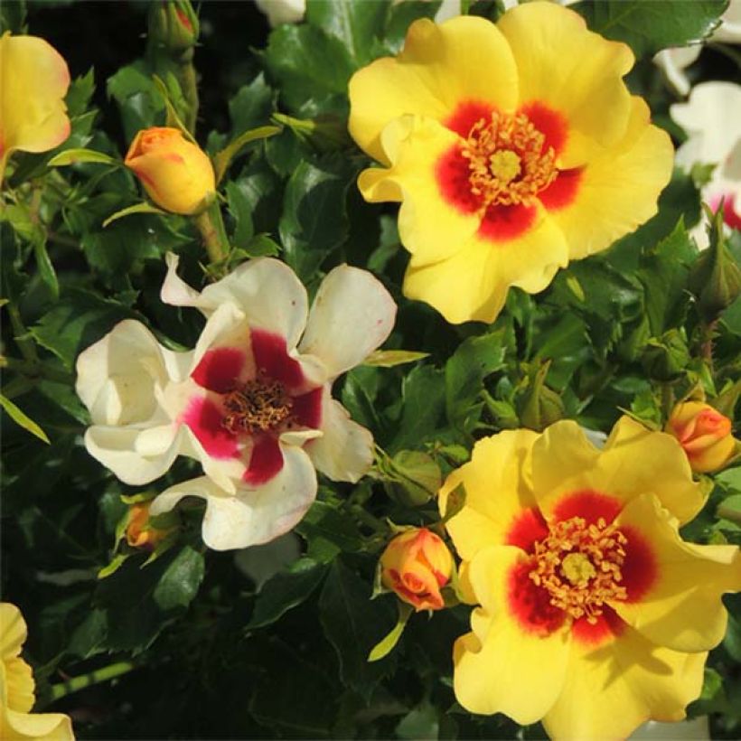Rosa Cream Babylon Eyes - Struikroos (Flowering)