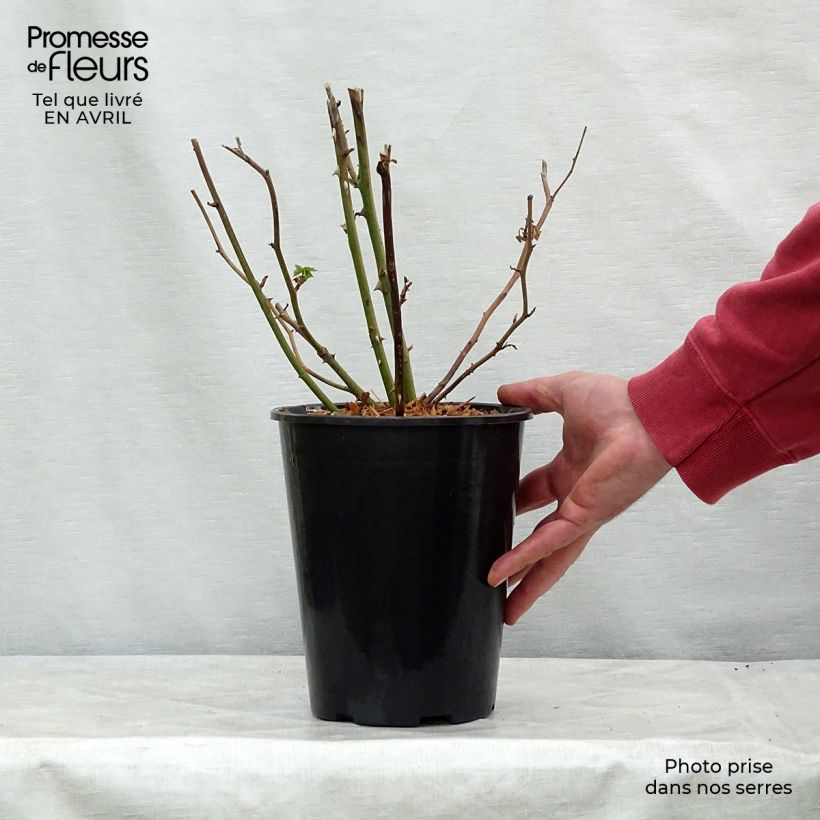 Example of Rosa Bathsheba - David Austinroos Pot van 4 l/5 l as you get in printemps