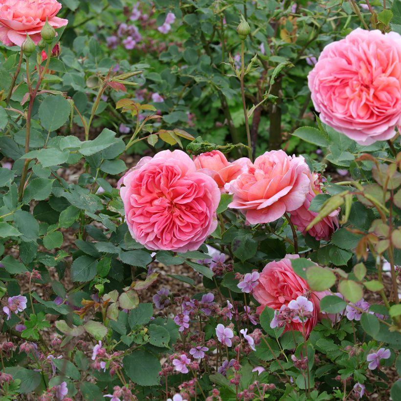 Rosa Boscobel - David Austinroos (Groeiplaats)
